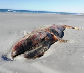 Dead whale