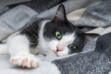 Beautiful young green eyes mixed breed cat warms under black, gray and white tartan plaid in cold winter weather.  Pets care concept. Animal indoor in home or hotel bedroom. Copy space empty for text.
