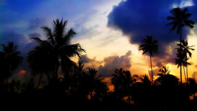 Silhouettes of palm trees against the background of the sunset sky