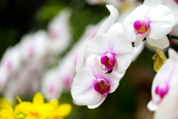 Naklejka na ściany i meble Orchids in the garden.