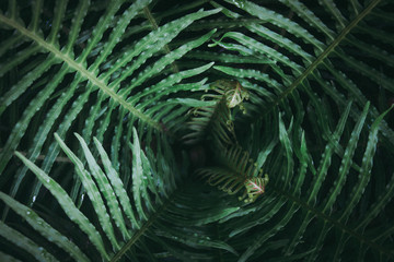 green fern background