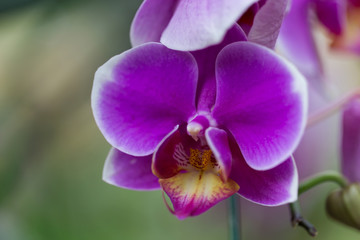 Naklejka na ściany i meble Orchids in the garden.