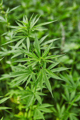 Green fresh marijuana leaves pattern