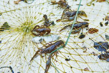 Process of cacthing  crawfish  and tackle in sweet water mountain lake