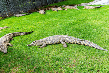 Crocodiles on a crocodile farm in South Africa