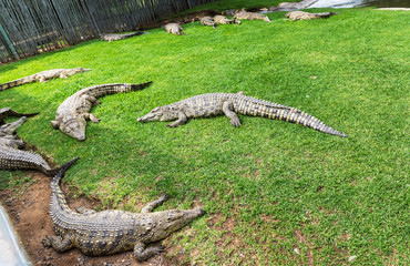 Crocodiles on a crocodile farm in South Africa