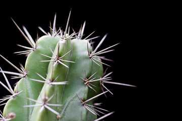 Cactus with sharp thorns,copy space.