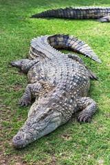 Crocodiles on a crocodile farm in South Africa