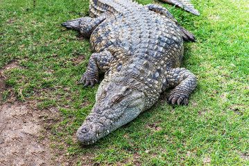 Crocodiles on a crocodile farm in South Africa