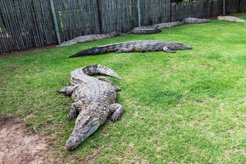 Crocodiles on a crocodile farm in South Africa
