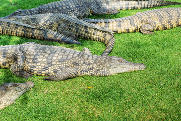 Crocodiles on a crocodile farm in South Africa