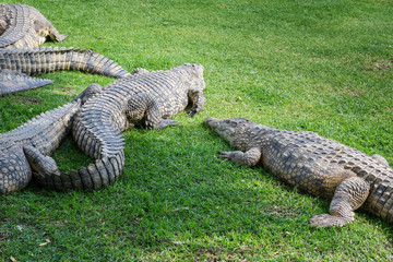 Crocodiles on a crocodile farm in South Africa