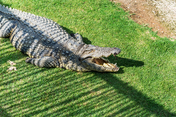 Crocodiles on a crocodile farm in South Africa