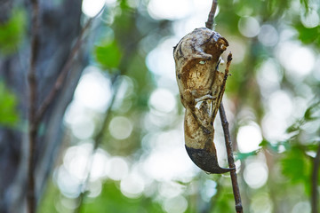 Skull or eagle killed by poacher rare species extermination concept