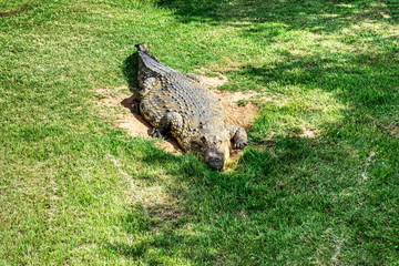 Crocodiles on a crocodile farm in South Africa