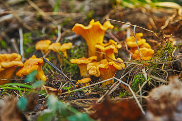 large group of chanterelles growing in forest