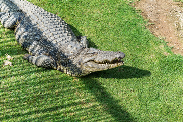 Crocodiles on a crocodile farm in South Africa