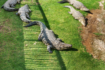 Crocodiles on a crocodile farm in South Africa