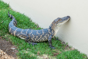 Crocodiles on a crocodile farm in South Africa