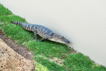 Crocodiles on a crocodile farm in South Africa