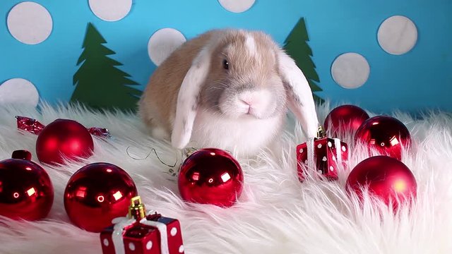 Cute winter bunny rabbit lop dwarf pet concept