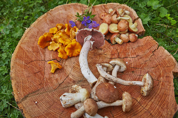 Forest wild chanterelles served on wooden platter with leccinums and boletus and champignon