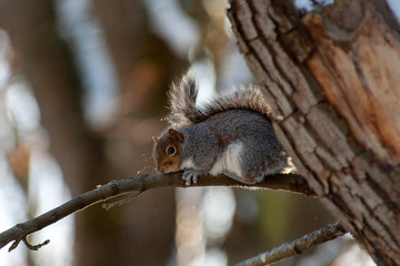 Squirrel