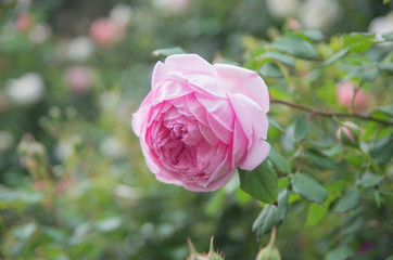 pink rose in the garden
