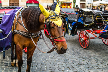 Fototapeta na wymiar horse cabs for tourists