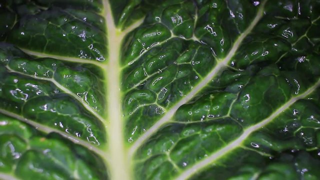 Curly Kale savoy cabbage leaf food closeup texture pattern. Seamless looping video footage