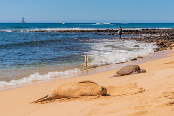 Fototapeta na wymiar Sea turtle and Hawaiian monk seal sleeping on beach by ocean