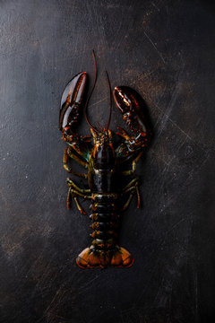 Overhead view of lobster