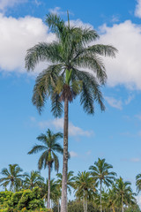 Obraz premium Tropical palm trees against the sky