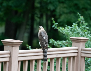 Coopers Hawk