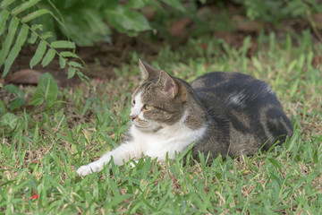 Gray and white tabby cat lying in grass
