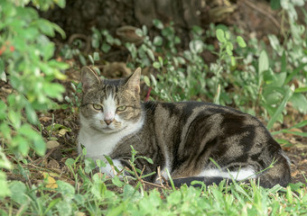 Gray and white tabby cat lying among green leaves