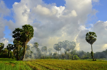 Obraz premium The rice field view has a large tall palm tree and green rice fields and bright sky.