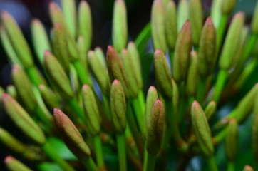 Photos of beautiful red spike flowers
