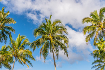 Fototapeta na wymiar Palm trees and clouds in blue sky