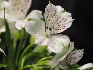 Fototapeta premium white flower on black background