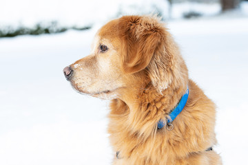 Golden retriever dog in winter snow