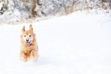 Happy golden retriever dog running and playing in the snow during winter