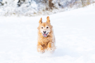 Happy golden retriever dog running and playing in the snow during winter