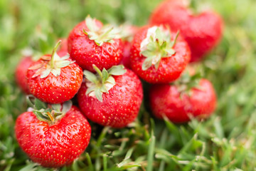 Strawberries in a meadow illuminated by the sun