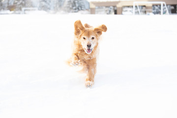 Happy golden retriever dog running and playing in the snow during winter