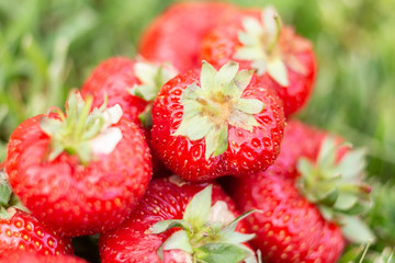 Strawberries in a meadow illuminated by the sun