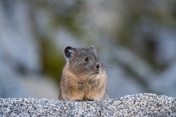 Pika portrait