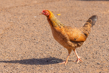 Chickens and roosters in field
