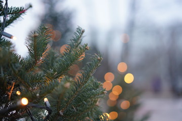 fir tree lights