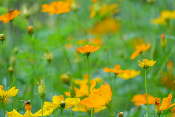 field of cosmos flowers